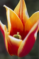 Dateiname=2017-04-18_17-01-02_tulpe_7D1L1101bws.JPG
Dateigröße=475KB
Abmessungen: 1280x1920
hinzugefügt am: 18. April 2017 2017-04-18_17-01-02_tulpe_7D1L1101bws.JPG