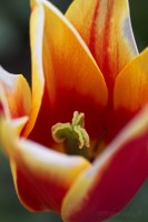 Dateiname=2017-04-18_17-01-36_tulpe_7D1L1106bws.JPG
Dateigröße=452KB
Abmessungen: 1280x1920
hinzugefügt am: 18. April 2017 2017-04-18_17-01-36_tulpe_7D1L1106bws.JPG