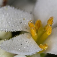 Dateiname=2017-05-02_23-31-50_perlen_7D2L4889bws.jpg
Dateigröße=1029KB
Abmessungen: 1920x1920
hinzugefügt am: 02. Mai 2017 2017-05-02_23-31-50_perlen_7D2L4889bws.jpg