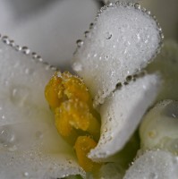 Dateiname=2017-05-02_23-33-00_perlen_7D2L4892bws.jpg
Dateigröße=975KB
Abmessungen: 1920x1921
hinzugefügt am: 02. Mai 2017 2017-05-02_23-33-00_perlen_7D2L4892bws.jpg