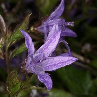 Dateiname=2017-06-07_07-21-31_tropfen_7D2L5613bsw.JPG
Dateigröße=739KB
Abmessungen: 1920x1920
hinzugefügt am: 07. Juni 2017 2017-06-07_07-21-31_tropfen_7D2L5613bsw.JPG