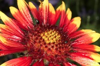 Dateiname=2017-06-07_07-23-12_tropfen_7D2L5618bsw.JPG
Dateigröße=912KB
Abmessungen: 1920x1280
hinzugefügt am: 07. Juni 2017 2017-06-07_07-23-12_tropfen_7D2L5618bsw.JPG