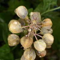 Dateiname=2017-06-07_07-23-37_tropfen_7D2L5620bsw.JPG
Dateigröße=801KB
Abmessungen: 1920x1920
hinzugefügt am: 07. Juni 2017 2017-06-07_07-23-37_tropfen_7D2L5620bsw.JPG
