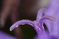 Dateiname=2017-06-07_07-37-06_tropfen_7D2L5652bsw.JPG
Dateigröße=406KB
Abmessungen: 1920x1280
hinzugefügt am: 07. Juni 2017 2017-06-07_07-37-06_tropfen_7D2L5652bsw.JPG