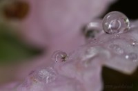 Dateiname=2017-06-07_07-51-42_tropfen_7D2L5674bsw.JPG
Dateigröße=487KB
Abmessungen: 1920x1281
hinzugefügt am: 07. Juni 2017 2017-06-07_07-51-42_tropfen_7D2L5674bsw.JPG