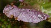 Dateiname=2017-06-07_07-52-57_tropfen_7D2L5682bsw.JPG
Dateigröße=509KB
Abmessungen: 1920x1080
hinzugefügt am: 07. Juni 2017 2017-06-07_07-52-57_tropfen_7D2L5682bsw.JPG