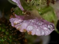 Dateiname=2017-06-07_07-58-05_tropfen_7D2L5709bsw.JPG
Dateigröße=528KB
Abmessungen: 1920x1440
hinzugefügt am: 07. Juni 2017 2017-06-07_07-58-05_tropfen_7D2L5709bsw.JPG