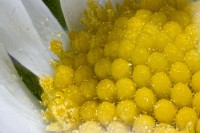 Dateiname=gaensebluemchen4.JPG
Dateigröße=864KB
Abmessungen: 1920x1280
hinzugefügt am: 05. September 2017 gaensebluemchen4.JPG
