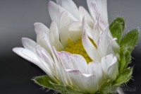 Dateiname=gaensebluemchen5.JPG
Dateigröße=684KB
Abmessungen: 1920x1280
hinzugefügt am: 05. September 2017 gaensebluemchen5.JPG