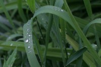 Dateiname=nach_regen_s_5.JPG
Dateigröße=129KB
Abmessungen: 1280x853
hinzugefügt am: 30. Juli 2010 nach_regen_s_5.JPG