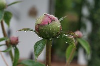 Dateiname=nach_regen_s_6.JPG
Dateigröße=93KB
Abmessungen: 1280x853
hinzugefügt am: 30. Juli 2010 nach_regen_s_6.JPG