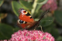 Dateiname=schmetterling_1.JPG
Dateigröße=143KB
Abmessungen: 1280x853
hinzugefügt am: 30. Juli 2010 schmetterling_1.JPG