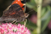 Dateiname=schmetterling_2.JPG
Dateigröße=150KB
Abmessungen: 1280x853
hinzugefügt am: 30. Juli 2010 schmetterling_2.JPG