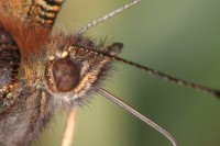 Dateiname=schmetterling_3.JPG
Dateigröße=147KB
Abmessungen: 1280x853
hinzugefügt am: 30. Juli 2010 schmetterling_3.JPG