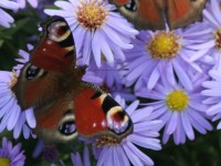 Dateiname=schmetterling_blumen.jpg
Dateigröße=150KB
Abmessungen: 1280x960
hinzugefügt am: 30. Juli 2010 schmetterling_blumen.jpg