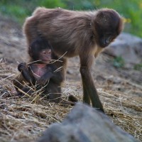 Dateiname=herberstein-12s.JPG
Dateigröße=1085KB
Abmessungen: 1567x1567
hinzugefügt am: 25. Mai 2011 herberstein-12s.JPG
