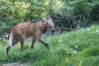 Dateiname=herberstein-53s.JPG
Dateigröße=1199KB
Abmessungen: 1920x1280
hinzugefügt am: 25. Mai 2011 herberstein-53s.JPG