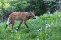 Dateiname=herberstein-54s.JPG
Dateigröße=1051KB
Abmessungen: 1920x1280
hinzugefügt am: 25. Mai 2011 herberstein-54s.JPG