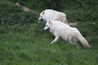 Dateiname=herberstein-55s.JPG
Dateigröße=1024KB
Abmessungen: 1920x1280
hinzugefügt am: 25. Mai 2011 herberstein-55s.JPG