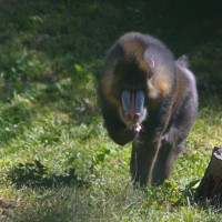 Dateiname=2012-08-20_11-02-17_herberstein_7D2L0297bs.JPG
Dateigröße=847KB
Abmessungen: 1567x1567
hinzugefügt am: 28. September 2012 2012-08-20_11-02-17_herberstein_7D2L0297bs.JPG