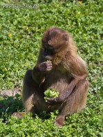Dateiname=herberstein-16juni2012-IMG_4935bs.JPG
Dateigröße=1071KB
Abmessungen: 1357x1810
hinzugefügt am: 20. Juni 2012 herberstein-16juni2012-IMG_4935bs.JPG
