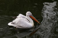 Dateiname=herberstein-54-IMG_4998bs.JPG
Dateigröße=687KB
Abmessungen: 1920x1280
hinzugefügt am: 11. Januar 2012 herberstein-54-IMG_4998bs.JPG