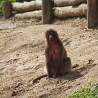 Dateiname=2013-05-19_09-26-54_tiere_GC_7D1L1166bs.JPG
Dateigröße=1080KB
Abmessungen: 1567x1567
hinzugefügt am: 01. Juni 2013 2013-05-19_09-26-54_tiere_GC_7D1L1166bs.JPG