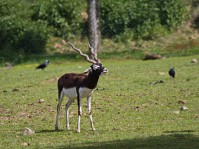 Dateiname=2013-05-19_14-33-56_tiere_GC_7D1L1577bs.JPG
Dateigröße=920KB
Abmessungen: 1810x1357
hinzugefügt am: 01. Juni 2013 2013-05-19_14-33-56_tiere_GC_7D1L1577bs.JPG
