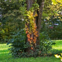 Dateiname=2012-10-18_15-16-53_herbst_7D1L6524bs.JPG
Dateigröße=1476KB
Abmessungen: 1567x1567
hinzugefügt am: 21. Oktober 2012 2012-10-18_15-16-53_herbst_7D1L6524bs.JPG