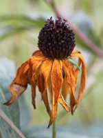Dateiname=2016-10-02_14-34-36_Herbst_7D2L0566b.jpg
Dateigröße=875KB
Abmessungen: 1440x1920
hinzugefügt am: 04. Oktober 2016 2016-10-02_14-34-36_Herbst_7D2L0566b.jpg