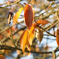 Dateiname=2016-11-01_16-52-45_herbst_7D1L9207b.jpg
Dateigröße=877KB
Abmessungen: 1920x1920
hinzugefügt am: 01. November 2016 2016-11-01_16-52-45_herbst_7D1L9207b.jpg