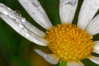 Dateiname=2017-11-08_00-32-27_Nachtblume-bei-Regen_7D2L9910_DxOb_s.JPG
Dateigröße=521KB
Abmessungen: 1920x1280
hinzugefügt am: 07. November 2017 2017-11-08_00-32-27_Nachtblume-bei-Regen_7D2L9910_DxOb_s.JPG