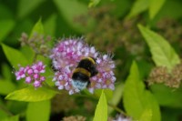 Dateiname=2012-06-24_13-45-09_garten_7d2_bs.JPG
Dateigröße=756KB
Abmessungen: 1920x1280
hinzugefügt am: 01. August 2012 2012-06-24_13-45-09_garten_7d2_bs.JPG