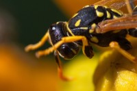 Dateiname=2012-07-14_10-04-27-insekten-IMG_3946b-7d2s.JPG
Dateigröße=764KB
Abmessungen: 1920x1280
hinzugefügt am: 01. August 2012 2012-07-14_10-04-27-insekten-IMG_3946b-7d2s.JPG