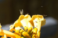 Dateiname=2012-07-14_11-18-16-insekten-IMG_4044b-7d2s.JPG
Dateigröße=550KB
Abmessungen: 1920x1280
hinzugefügt am: 01. August 2012 2012-07-14_11-18-16-insekten-IMG_4044b-7d2s.JPG