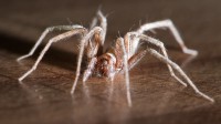 Dateiname=2015-08-25_14-47-36_little-spider_7D2L4930bs.JPG
Dateigröße=497KB
Abmessungen: 1920x1080
hinzugefügt am: 25. August 2015 2015-08-25_14-47-36_little-spider_7D2L4930bs.JPG