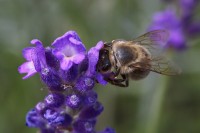 Dateiname=2016-06-28_15-48-13-Bienen_n_Blumen-7D2L9761b.jpg
Dateigröße=643KB
Abmessungen: 1920x1280
hinzugefügt am: 28. Juni 2016 2016-06-28_15-48-13-Bienen_n_Blumen-7D2L9761b.jpg