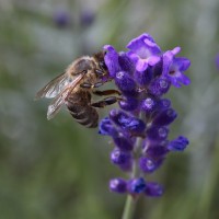 Dateiname=2016-06-28_15-48-17-Bienen_n_Blumen-7D2L9778b.jpg
Dateigröße=878KB
Abmessungen: 1920x1920
hinzugefügt am: 28. Juni 2016 2016-06-28_15-48-17-Bienen_n_Blumen-7D2L9778b.jpg