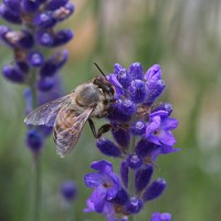 Dateiname=2016-06-28_15-48-36-Bienen_n_Blumen-7D2L9807b.jpg
Dateigröße=1251KB
Abmessungen: 1920x1920
hinzugefügt am: 28. Juni 2016 2016-06-28_15-48-36-Bienen_n_Blumen-7D2L9807b.jpg