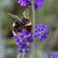 Dateiname=2016-06-28_15-49-26-Bienen_n_Blumen-7D2L9861b.jpg
Dateigröße=1055KB
Abmessungen: 1920x1920
hinzugefügt am: 28. Juni 2016 2016-06-28_15-49-26-Bienen_n_Blumen-7D2L9861b.jpg