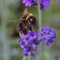 Dateiname=2016-06-28_15-49-27-Bienen_n_Blumen-7D2L9867b.jpg
Dateigröße=1041KB
Abmessungen: 1920x1920
hinzugefügt am: 28. Juni 2016 2016-06-28_15-49-27-Bienen_n_Blumen-7D2L9867b.jpg