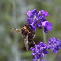 Dateiname=2016-06-28_15-49-30-Bienen_n_Blumen-7D2L9880b.jpg
Dateigröße=1095KB
Abmessungen: 1920x1920
hinzugefügt am: 28. Juni 2016 2016-06-28_15-49-30-Bienen_n_Blumen-7D2L9880b.jpg