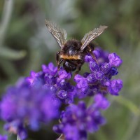 Dateiname=2016-06-28_15-49-42-Bienen_n_Blumen-7D2L9899b.jpg
Dateigröße=1016KB
Abmessungen: 1920x1920
hinzugefügt am: 28. Juni 2016 2016-06-28_15-49-42-Bienen_n_Blumen-7D2L9899b.jpg