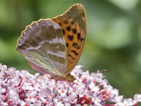 Dateiname=2016-07-06_12-24-19-Schmetterling-7D1L6321b.jpg
Dateigröße=949KB
Abmessungen: 1920x1440
hinzugefügt am: 06. Juli 2016 2016-07-06_12-24-19-Schmetterling-7D1L6321b.jpg