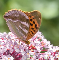 Dateiname=2016-07-06_12-24-20-Schmetterling-7D1L6322b.jpg
Dateigröße=1238KB
Abmessungen: 1919x1920
hinzugefügt am: 06. Juli 2016 2016-07-06_12-24-20-Schmetterling-7D1L6322b.jpg