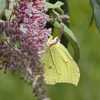 Dateiname=2016-07-06_12-25-15-Schmetterling-7D1L6341b.jpg
Dateigröße=1305KB
Abmessungen: 1920x1920
hinzugefügt am: 06. Juli 2016 2016-07-06_12-25-15-Schmetterling-7D1L6341b.jpg