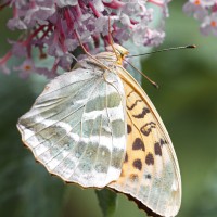 Dateiname=2016-07-06_12-27-12-Schmetterling-7D1L6386b.jpg
Dateigröße=1270KB
Abmessungen: 1920x1920
hinzugefügt am: 06. Juli 2016 2016-07-06_12-27-12-Schmetterling-7D1L6386b.jpg