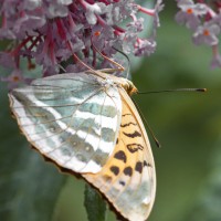 Dateiname=2016-07-06_12-27-15-Schmetterling-7D1L6395b.jpg
Dateigröße=1035KB
Abmessungen: 1920x1920
hinzugefügt am: 06. Juli 2016 2016-07-06_12-27-15-Schmetterling-7D1L6395b.jpg