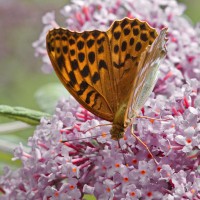 Dateiname=2016-07-06_12-27-48-Schmetterling-7D1L6404b.jpg
Dateigröße=1342KB
Abmessungen: 1920x1920
hinzugefügt am: 06. Juli 2016 2016-07-06_12-27-48-Schmetterling-7D1L6404b.jpg
