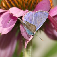 Dateiname=2016-07-19_15-56-20-insekten-7D1L6513b.jpg
Dateigröße=878KB
Abmessungen: 1920x1920
hinzugefügt am: 19. Juli 2016 2016-07-19_15-56-20-insekten-7D1L6513b.jpg